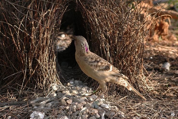 Bowerbird images with their nests.   The nest looks like a tunnel of domed sticks