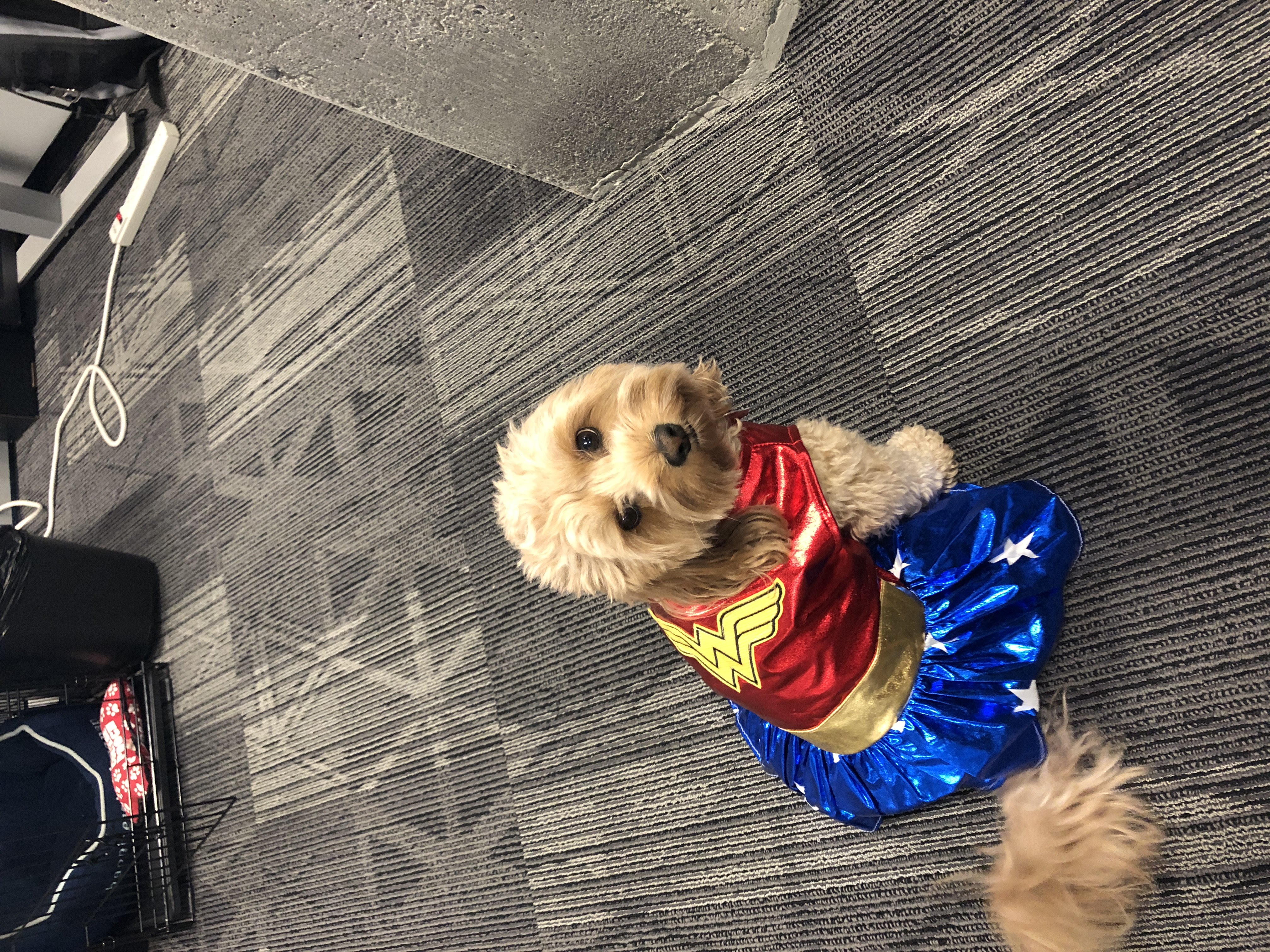 A small fluffy dog sitting on a carpeted floor wearing a Wonder a Woman costume.